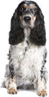 Engelse Cocker Spaniel